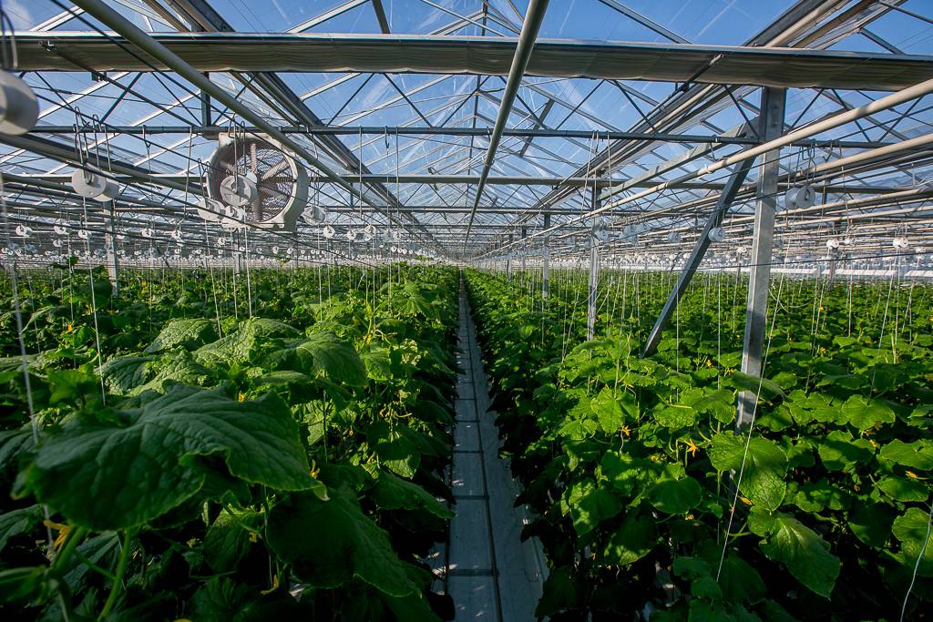 Дагестанский прорыв: в 2018 году республика вдвое увеличит производство тепличных овощей