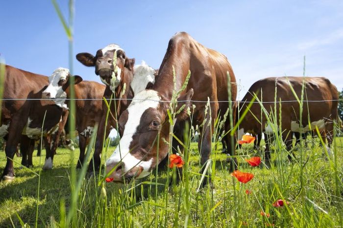 Объем производства сельхозпродукции на Ставрополье составил 33 млрд рублей в I квартале 2025 года