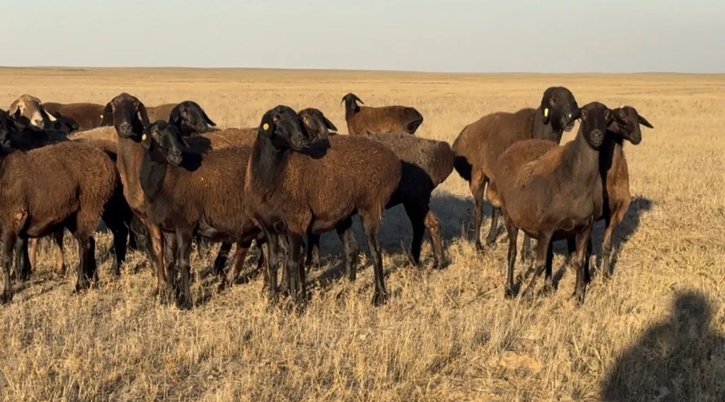 Астраханская область овцы гиссаркая порода.jpg