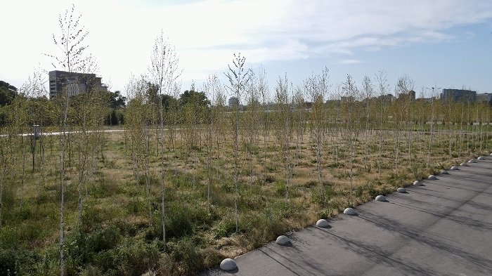 На сегодня группа компаний «ЮгСтройИнвест» высадила 4 500 деревьев