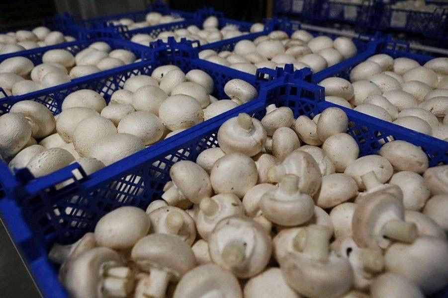 грибы грибочки грибики грибы грибочки грибики