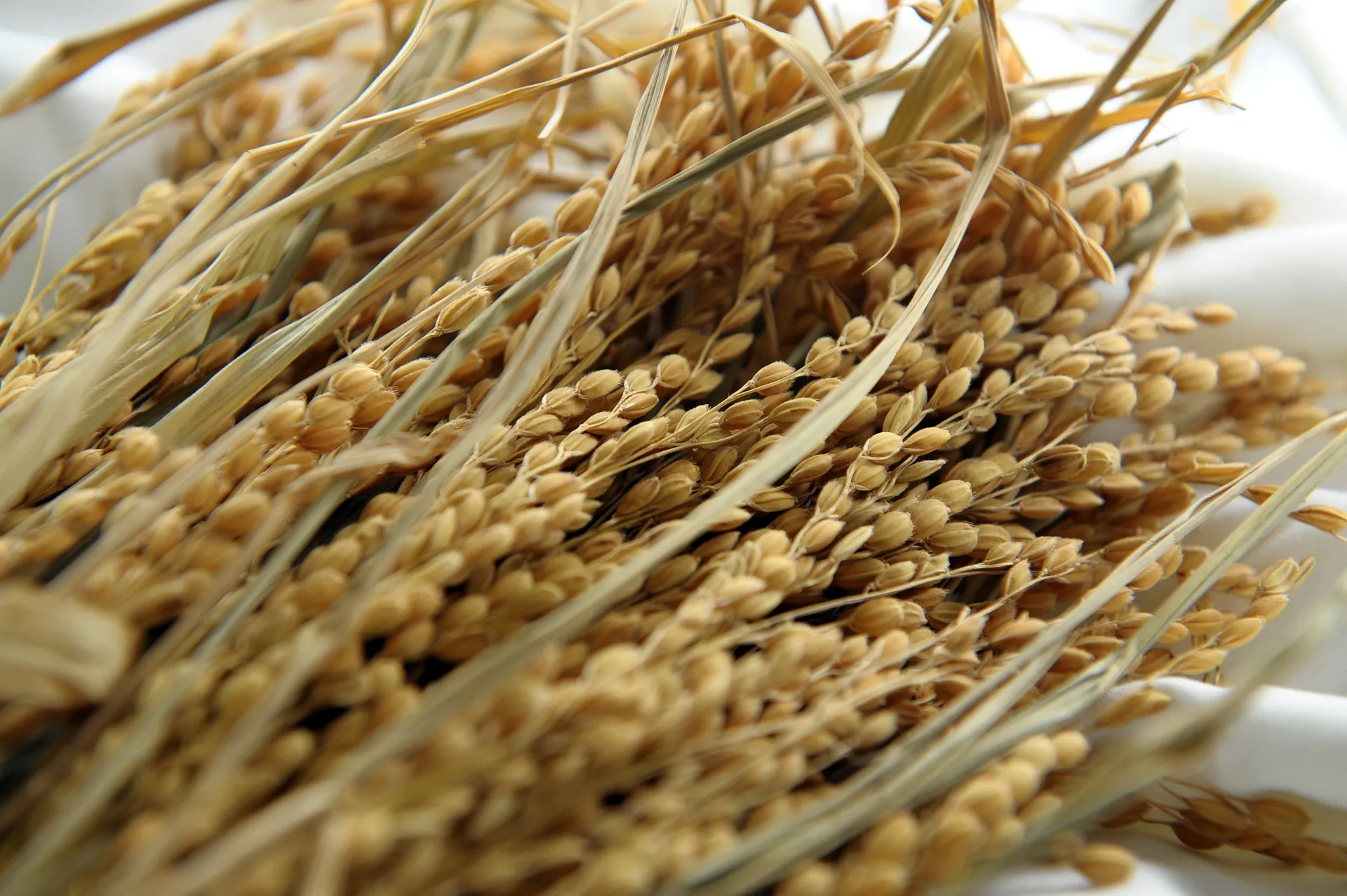 На Кубани ожидают рекордный урожай риса