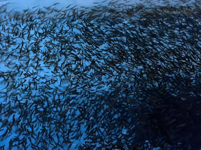 Волгоградская область в 2023 году увеличила добычу рыбы на 10,5%