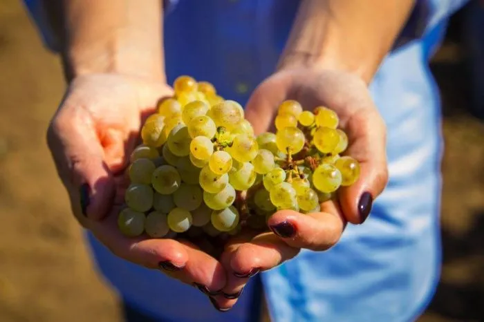 На Ставрополье сертифицирован первый в СКФО органический виноград