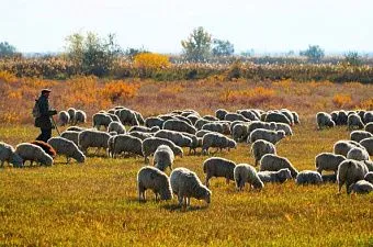 Шерсть горит, баранина улетает: как юг России удерживает 70% овец страны