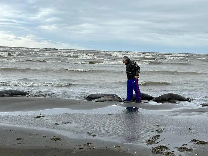 Минприроды Дагестана сообщило об увеличении числа мертвых тюленей на берегу Каспия