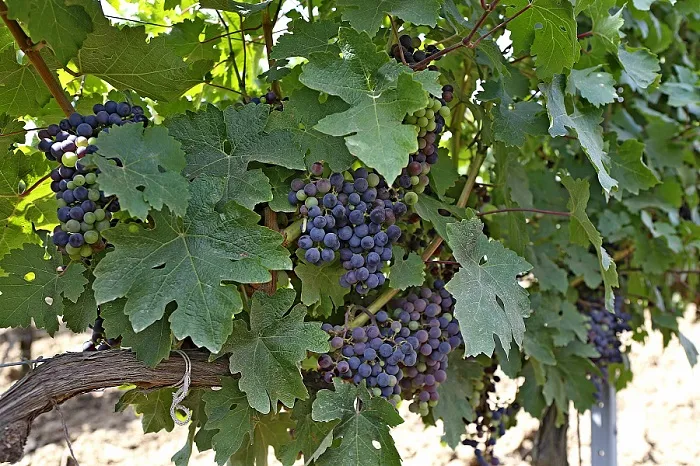 Винодельни Краснодарского края попали в список лучших в мире