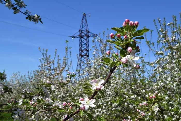 Адыгейский филиал «Россети Кубань» обеспечил электроэнергией 49 объектов АПК