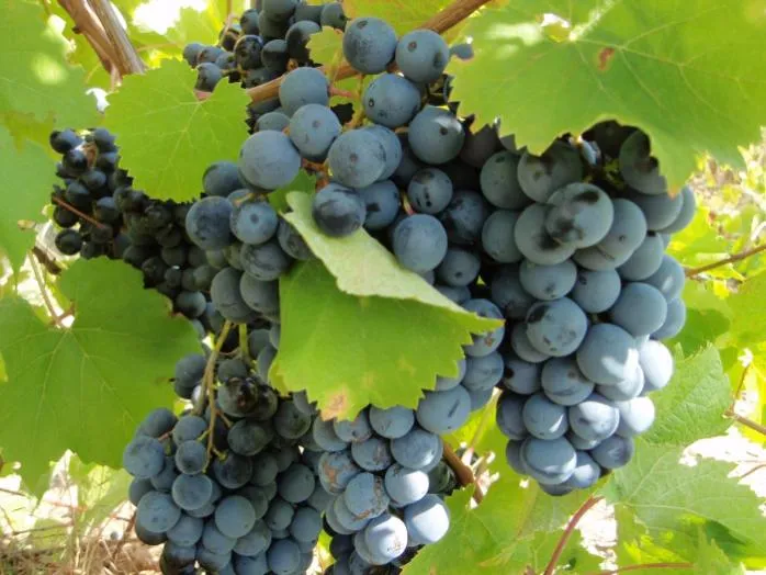 Виноградарей и виноделов Ставрополья поддержали законом