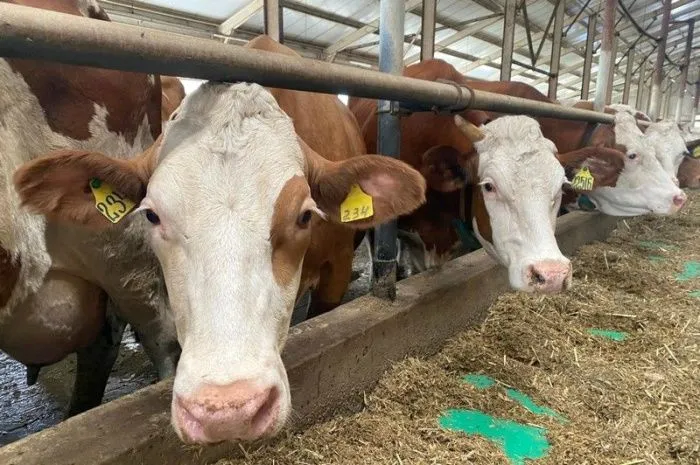 В Ростовской области более чем на 13% сократилось поголовье крупного рогатого скота