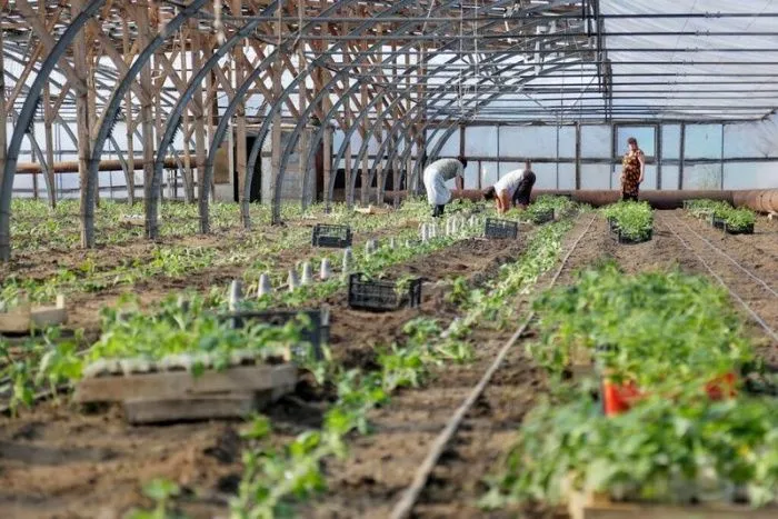 В Астраханской области могут отменить квоты на работу мигрантов из-за угрозы потери урожая овощей В Астраханской области могут отменить квоты на работу мигрантов из-за угрозы потери урожая овощей