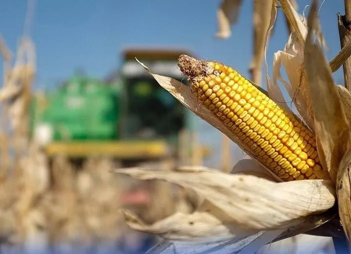 По итогам года на Ставрополье урожай кукурузы вырос на 13%