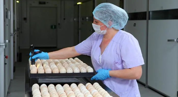 В Ростовской области группа «Дамате» будет производить инкубационное яйцо