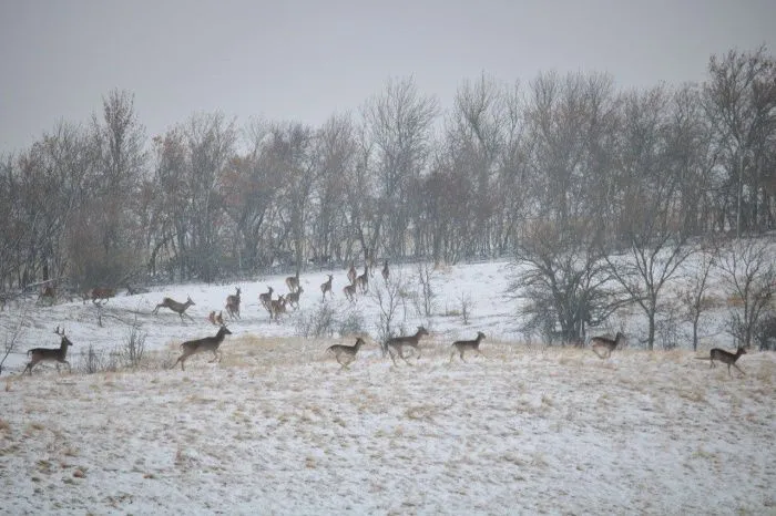 В Ростовской области разработают новую схему охотничьих угодий
