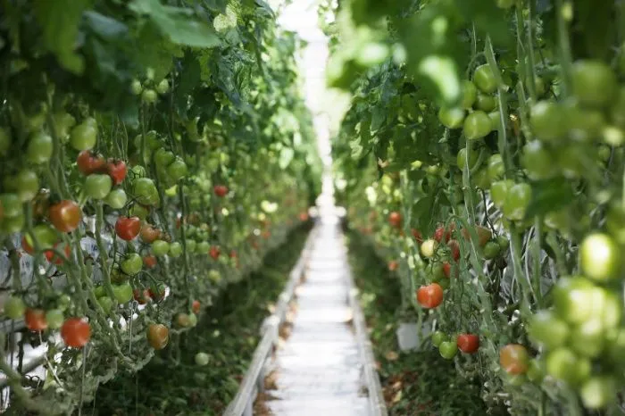 На Ставрополье в 2,8 раза увеличат господдержку выращивания тепличных овощей