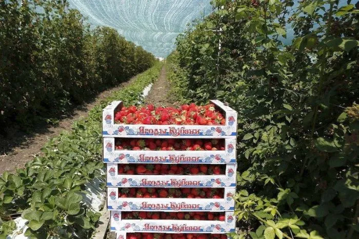 В Краснодарском крае в 2025 году на 35% сократился валовой сбор ягод В Краснодарском крае в 2025 году на 35% сократился валовой сбор ягод