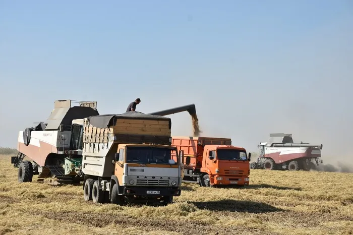 Впервые за восемь лет в Крыму приступили к высеву риса