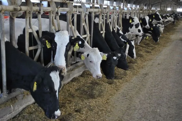 На Дону господдержка молочного животноводства увеличится на 80%