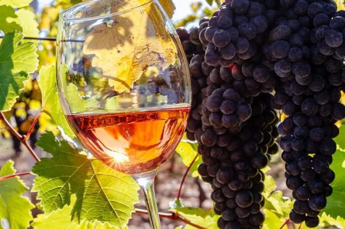 Донские виноделы вдвое увеличили производство в 2022 году
