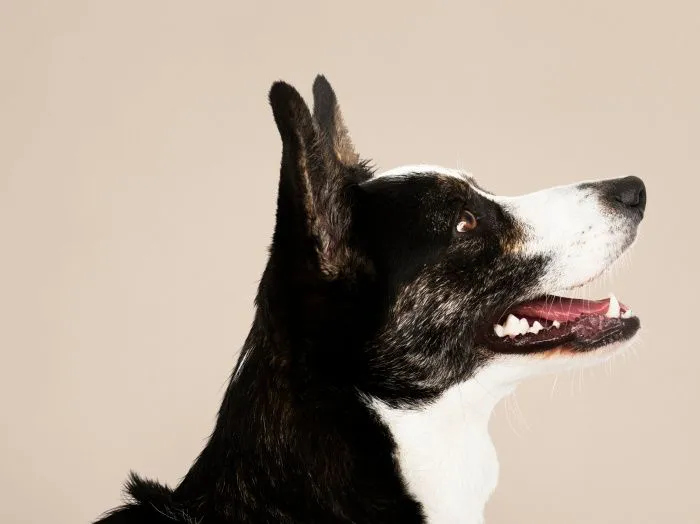 Попустительство и безразличие: что привело к массовой гибели животных в приюте в Ростовской области