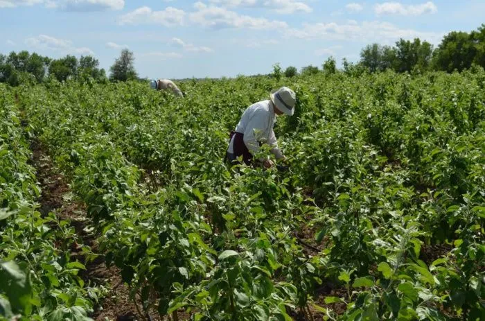 Востребованный продукт: в Ростовской области заложат новый сад черешни