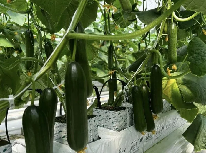 В Кабардино-Балкарии тепличный комплекс для томатов испытали на огурцах