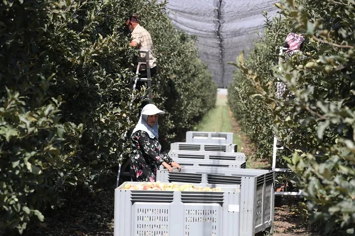 В Ингушетии собран рекордный урожай яблок в крупнейшем саду Северного Кавказа