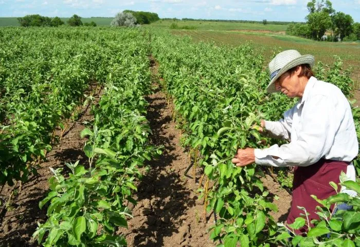 Черешневый сад заложат на 20 гектарах в Ростовской области в 2024 году