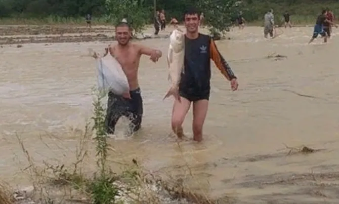В Анапе в результате наводнения в поле унесло тонны рыбы из карпового хозяйства