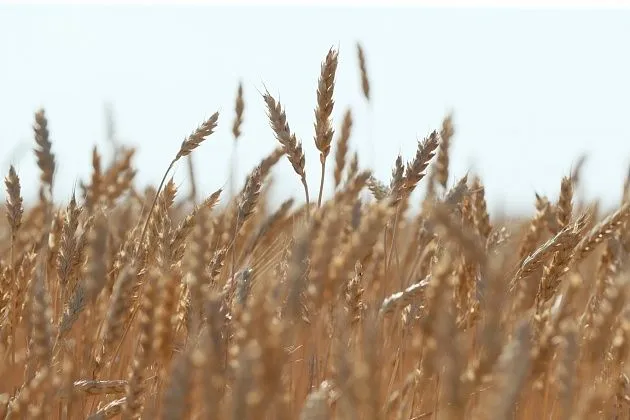 В Волгоградской области увеличился экспорт зерновой продукции