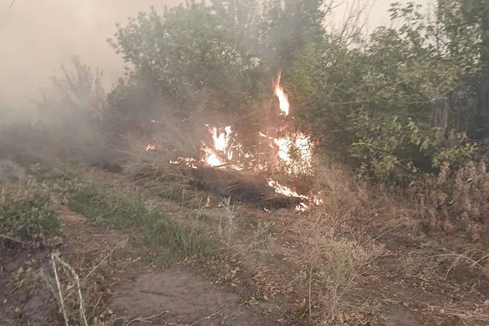 В Усть-Донском районе Дона введен режим ЧС из-за лесного пожара