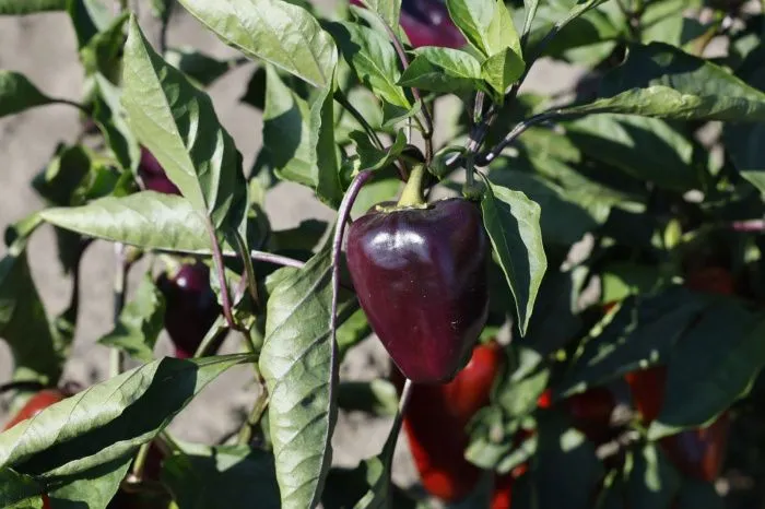 Астраханские сельхозпроизводители вырастили фиолетовые перцы и другие гибридные овощи
