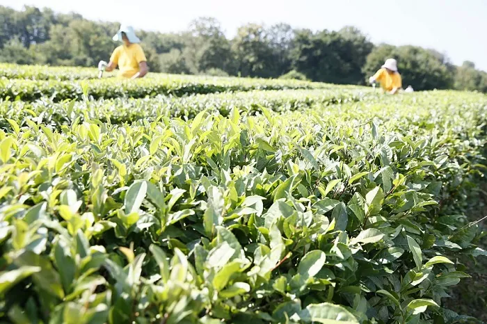 На Кубани в 2022 году собрали почти 447 тонн чайного листа