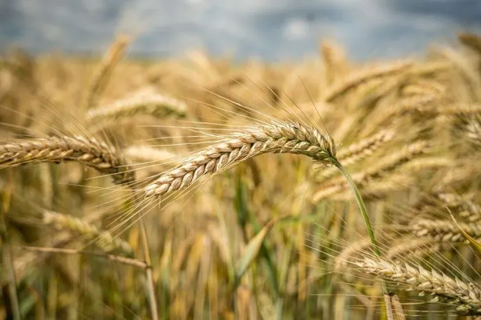 Волгоград и КЧР стали лидерами по урожаю пшеницы 3-го класса