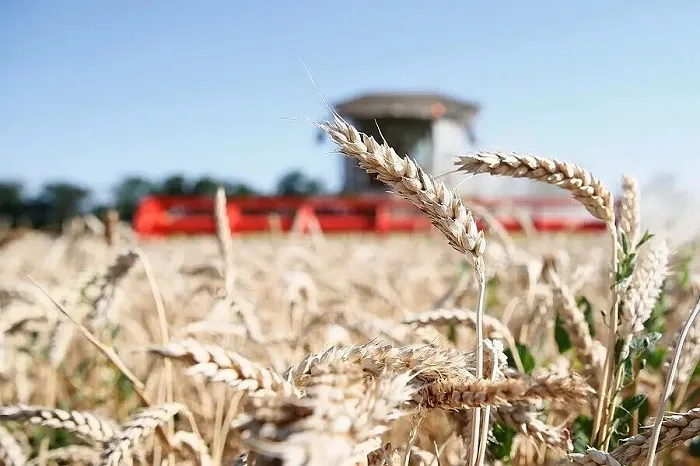На Кубани в 2022 году предстоит собрать урожай зерновых с 1,9 млн га полей