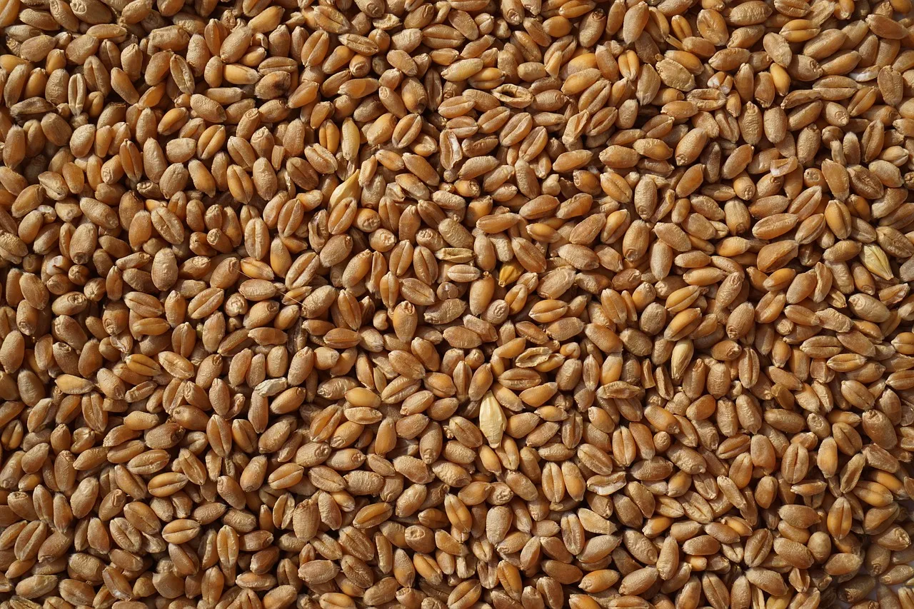 «Бунге» сэкономит на зернотрейдинге