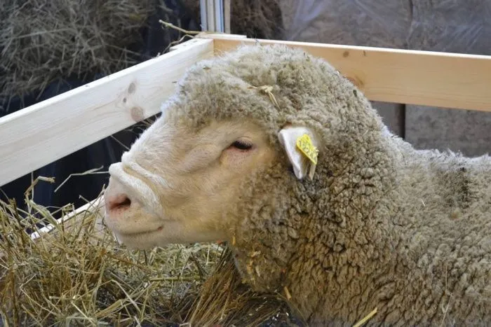 Размер господдержки овцеводства на Ставрополье в 2023 году увеличили в два раза