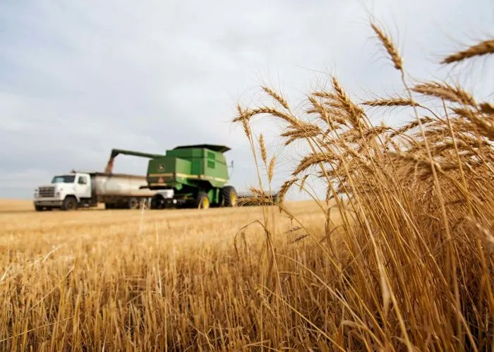 Ростовская компания ТД «РИФ» планирует нарастить экспорт зерна через Балтику