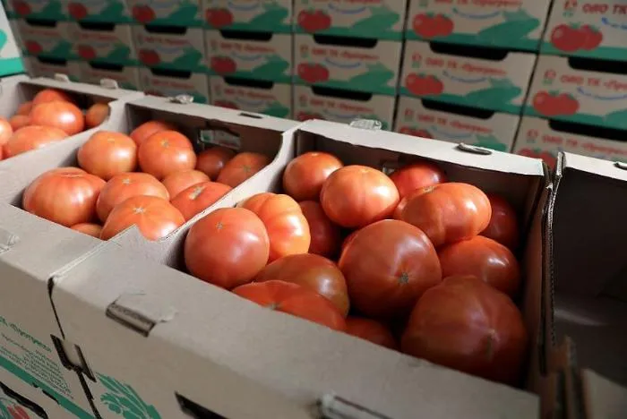 Производство тепличных овощей на Кубани в 2020 году выросло почти на 20%