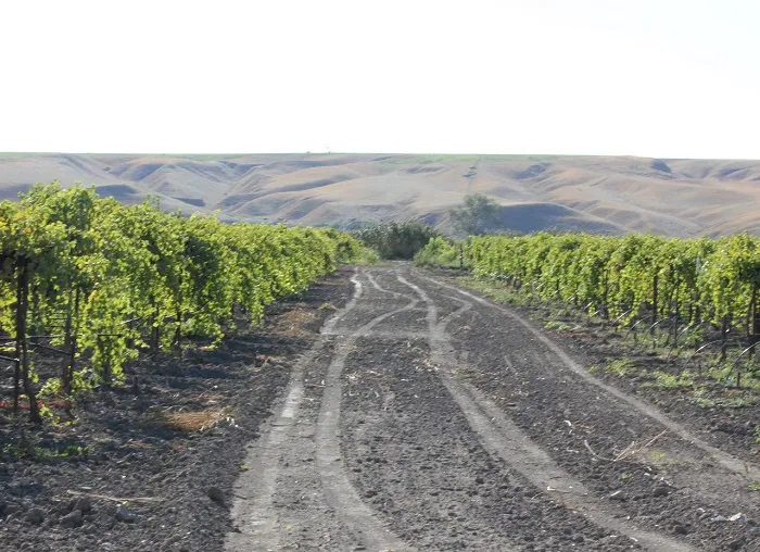 В Ставропольском крае поддержка виноградарей в 2022 году вырастет на 10 млн рублей