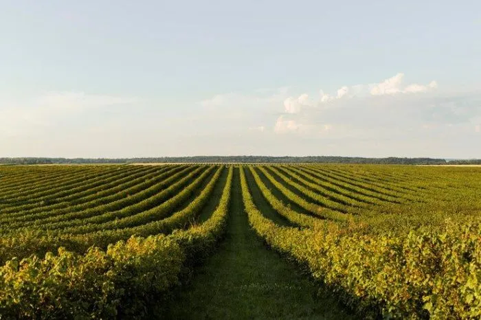 Питомники Дагестана и Кубани обеспечат 80% потребности России в саженцах винограда