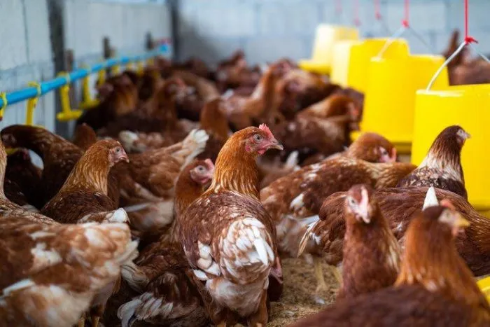 В Дагестане две птицефабрики расширят производство за 1,3 млрд рублей