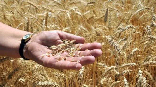 «В этом году урожайность пшеницы снизилась в два раза»