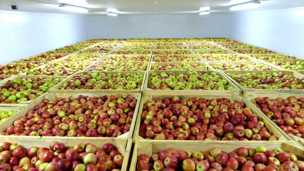 «Сад-Гигант Ингушетия» в 2022г. планирует вдвое увеличить урожай яблок