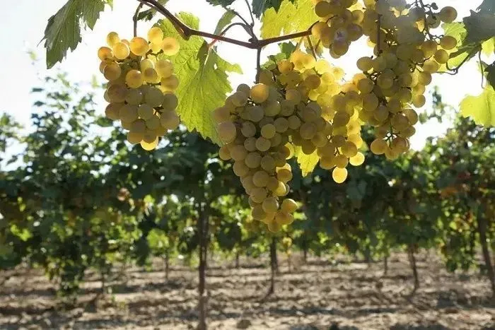 На Кубани на закладку виноградников в 2023 году выделят около 1,2 млрд рублей