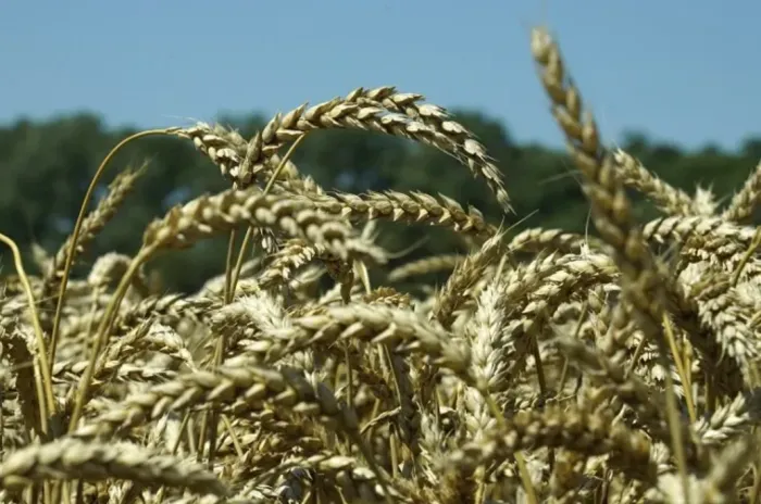 На Ставрополье завершилась уборка зерновых