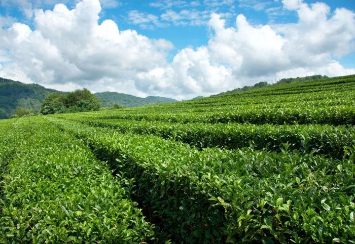 На Кубани сбор чайного листа в 2023 году вырос от 12 до 20 %