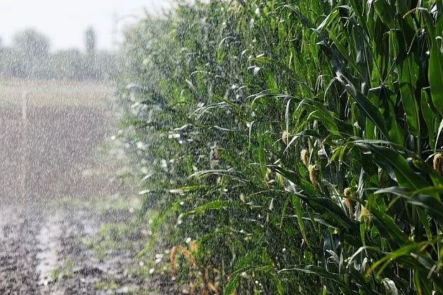 В Волгоградской области урожайность кукурузы в 1,5 раза превышает прошлогоднюю