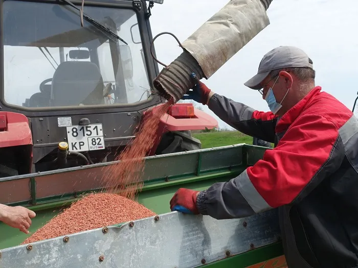 В Крыму засеяно 700 га рисовых плантаций после восстановления работы Северо-Крымского канала