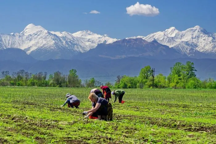 В Северной Осетии планируют на 10% нарастить производство спаржи